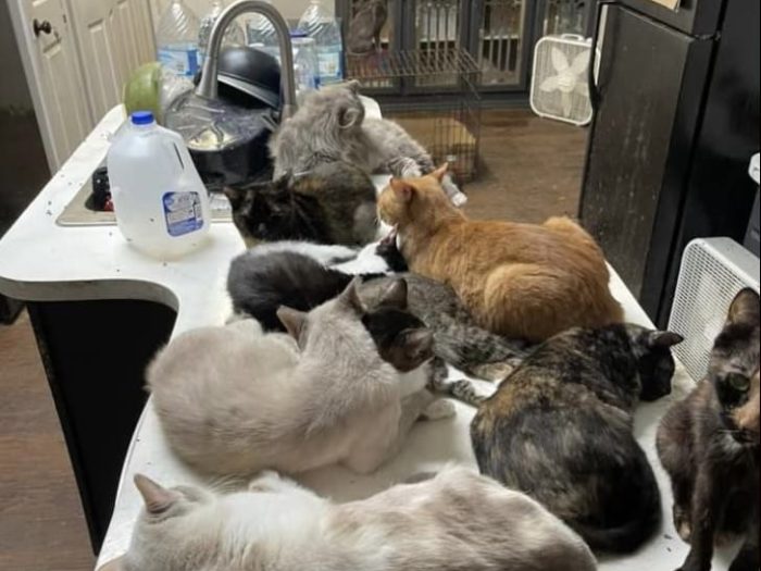 Le syndrome de Noé; un trouble compulsif et une rupture sociale