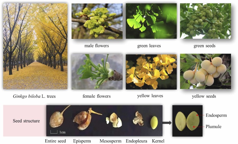 Tableau scientifique du ginkgo biloba