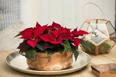 poinsettia_pot-dore-