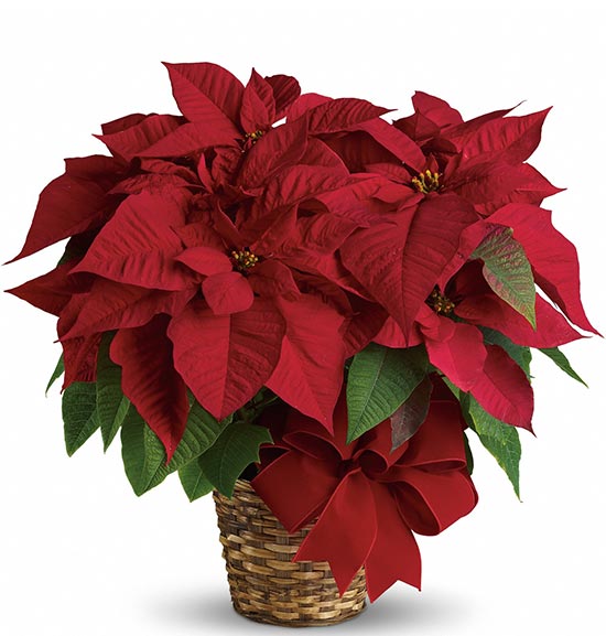  Poinsettia ou Étoile de Noël 