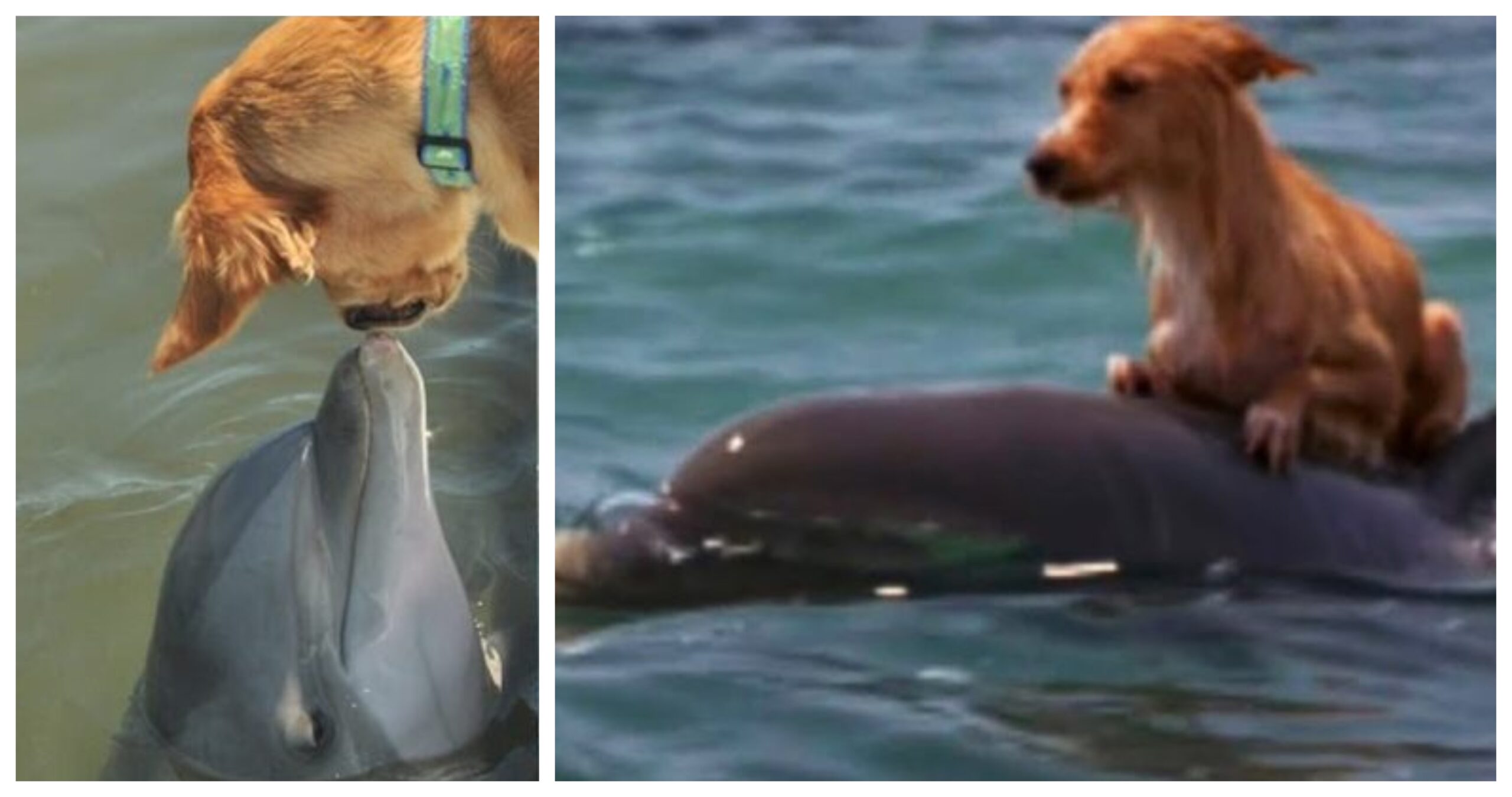 Des-dauphins-ont-sauve-un-chien-effraye-de-la-noyade