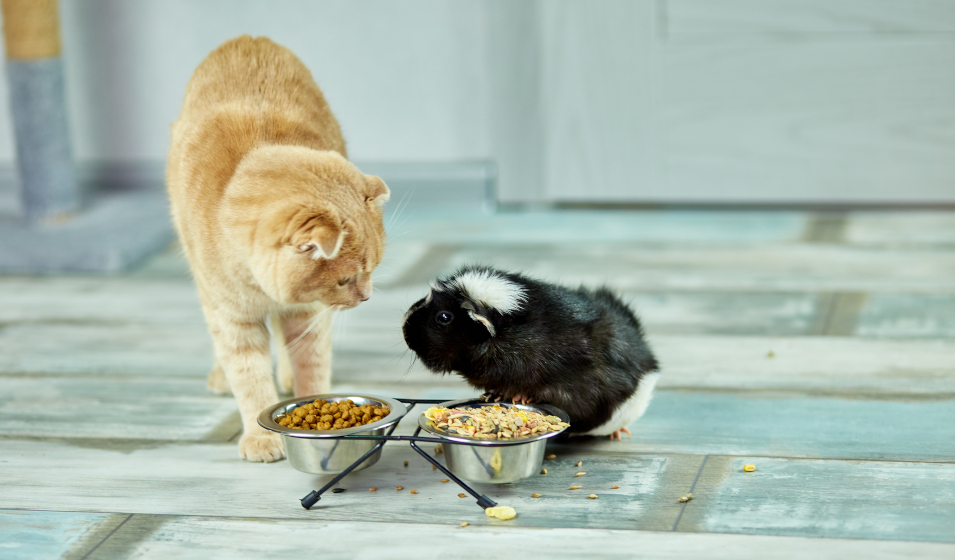 chat-cochon-d-inde-mangeant-ensemble-empathie-et-compassion