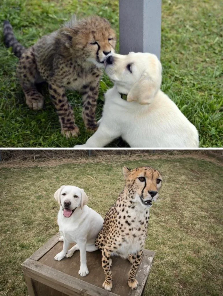 empathie-et-compassion_leopard-chien-grandissant-ensemble