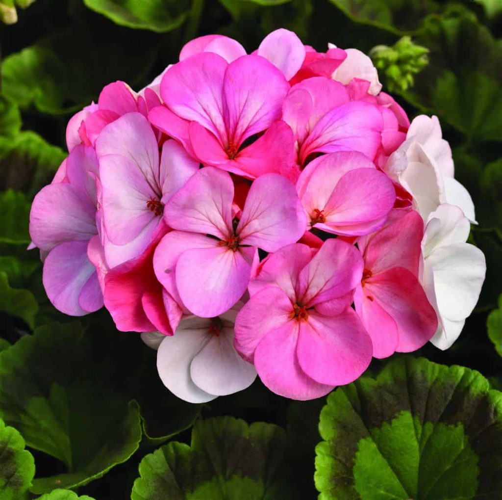 Géranium rose
