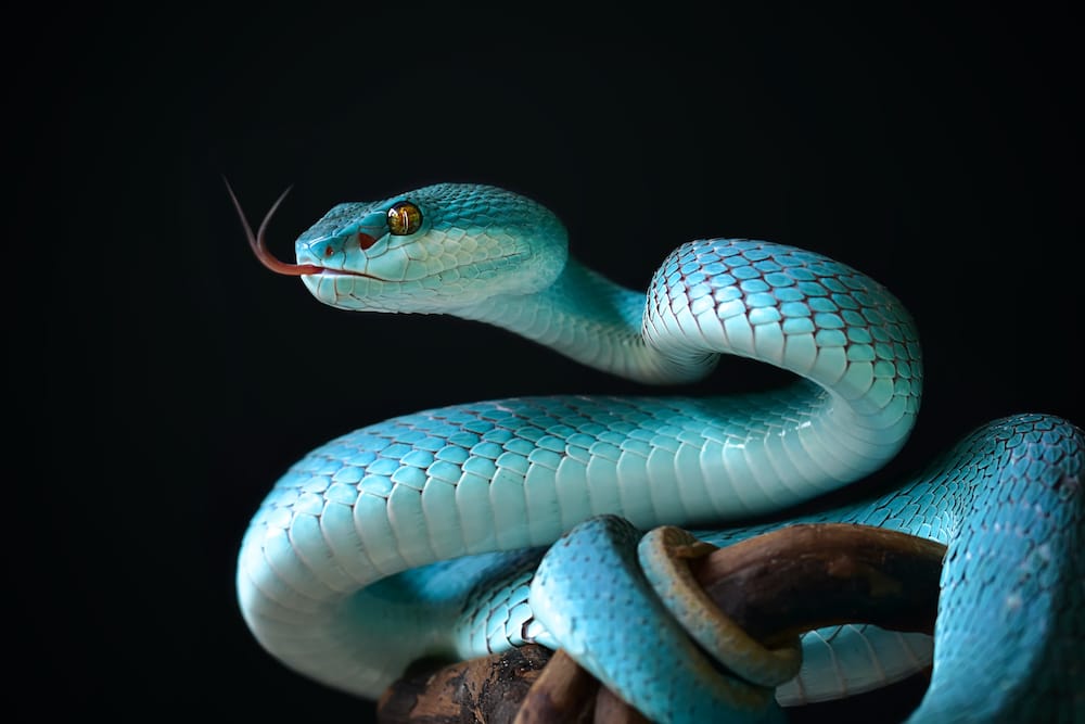 En mai 2025, le Serpent fait face à un mois doublement chargé.