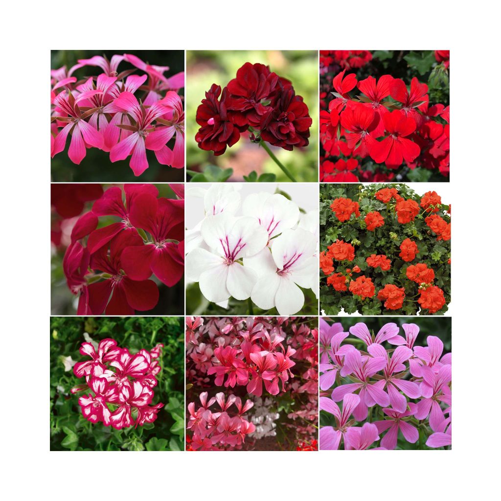 Géranium; plusieurs couleurs