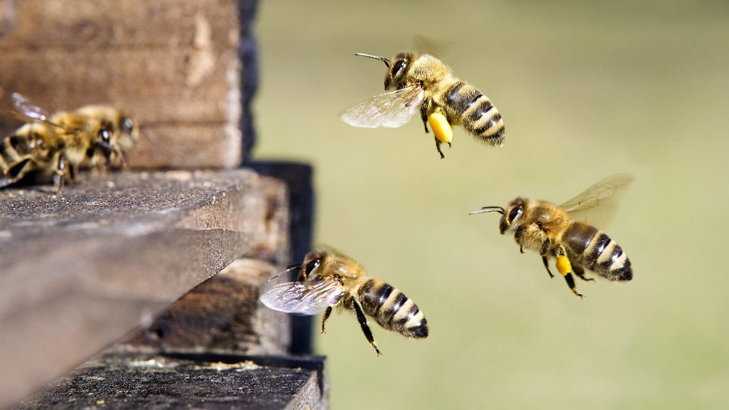 Les abeilles, gardiennes invisibles de la vie.