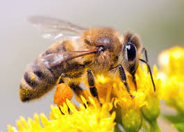 Protéger les abeilles, c’est protéger la vie.