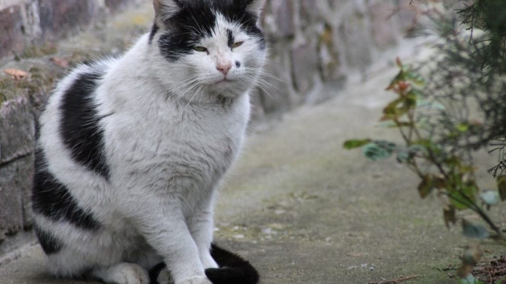 prendre-soin-chat-age