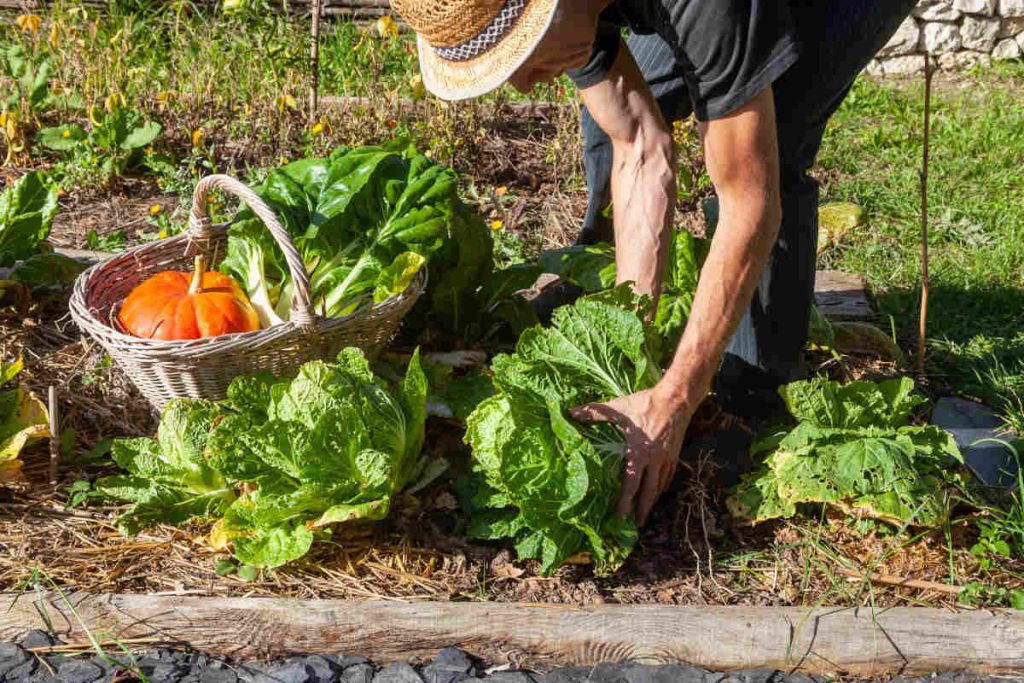 Au potager, octobre est un mois de transition entre récolte et préparation.
