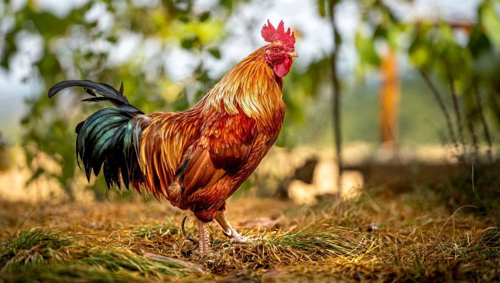 Le mois d’octobre porte en lui l’énergie du Coq