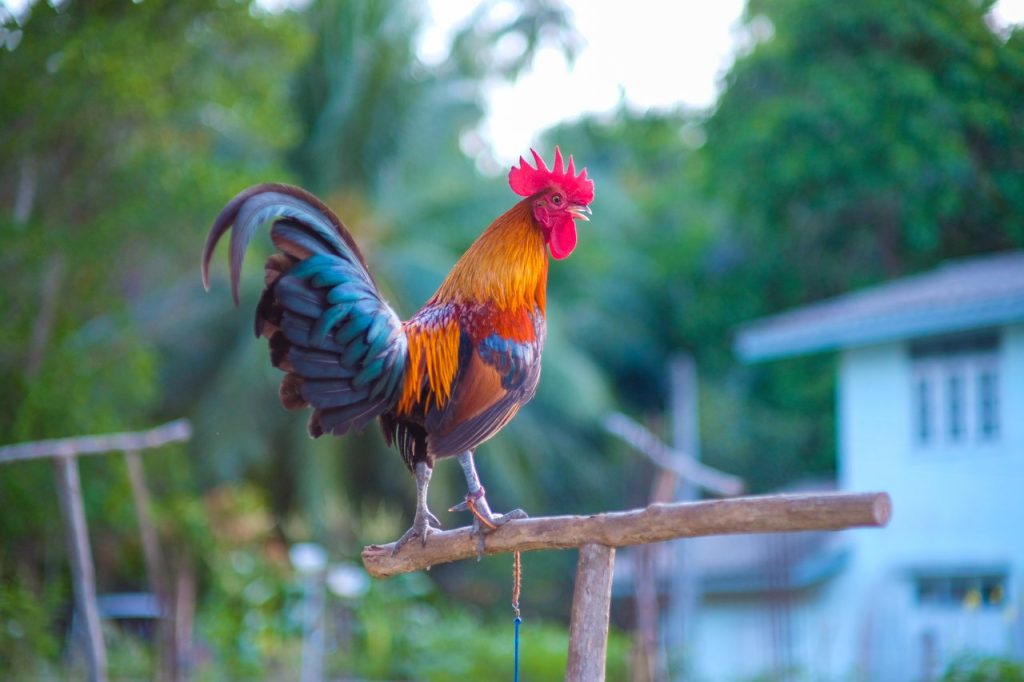 Le Coq est aussi le grand roi de la planification