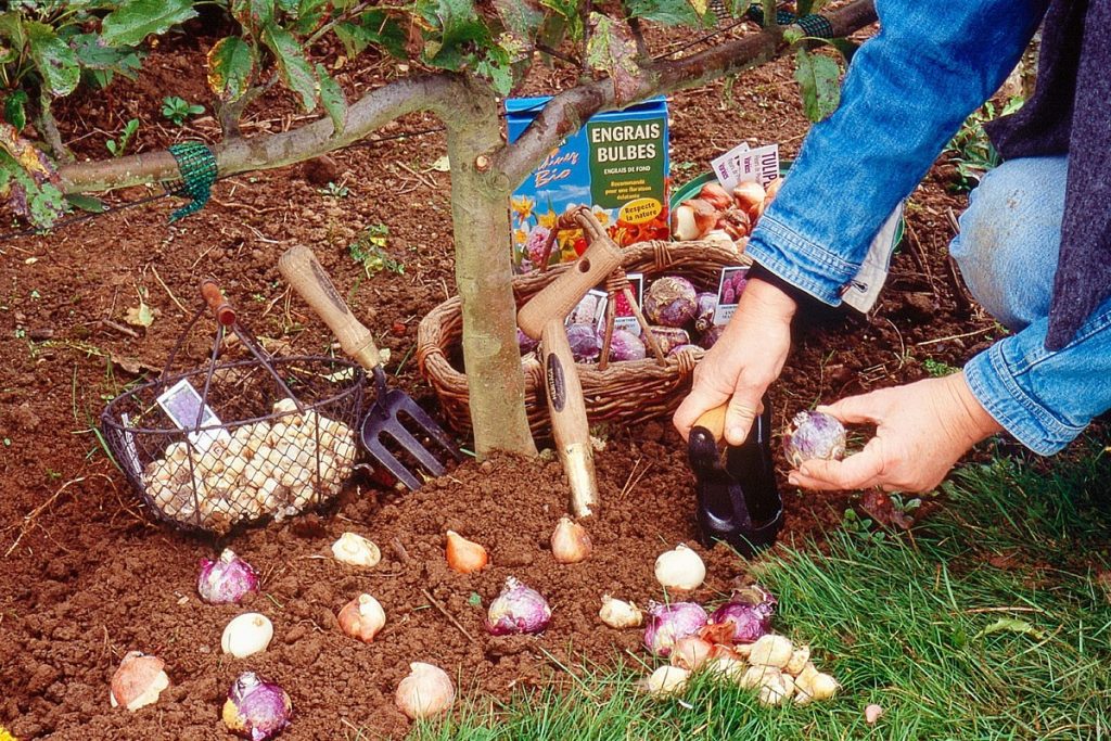 Pour préparer un printemps éclatant, octobre est aussi le mois des plantations de bulbes.