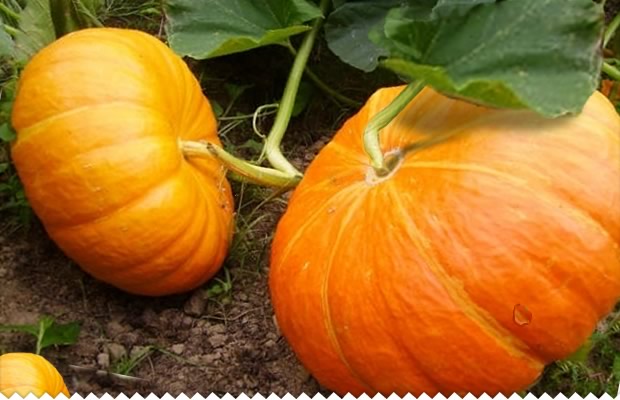 Pour le gratin: éplucher le potiron et le couper en dés réguliers.