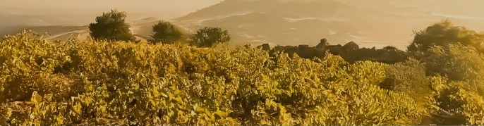 vignoble de "Skarya