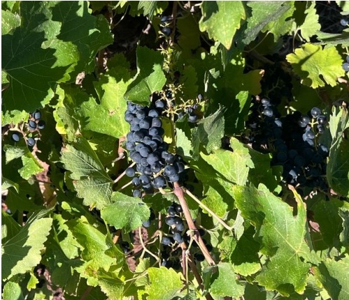 Les raisins violets dévoilent une poésie naturelle