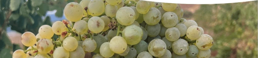 Les raisins verts brillaient sous une lumière douce et vivante