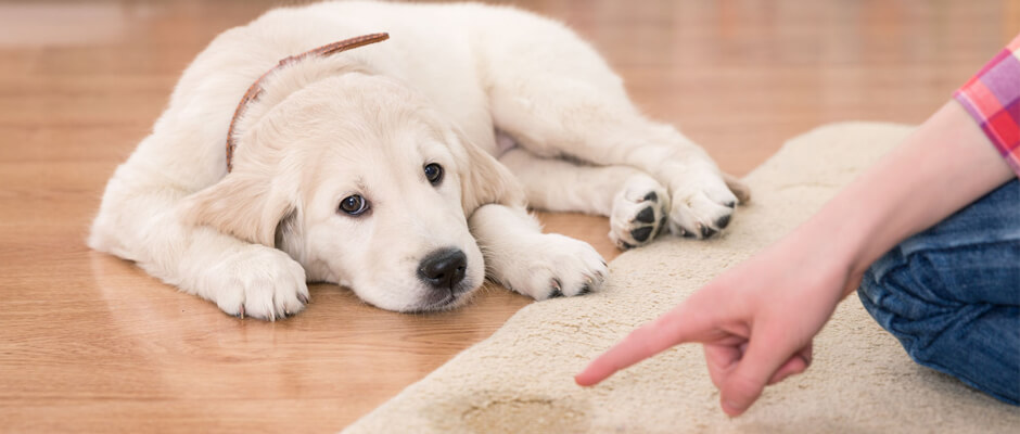 Punir un chiot au mauvais moment