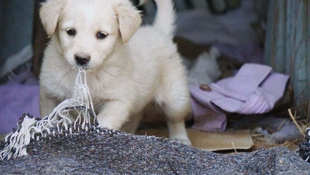 Mordiller est normal