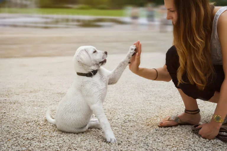 Un chiot est capable de comprendre des consignes simples