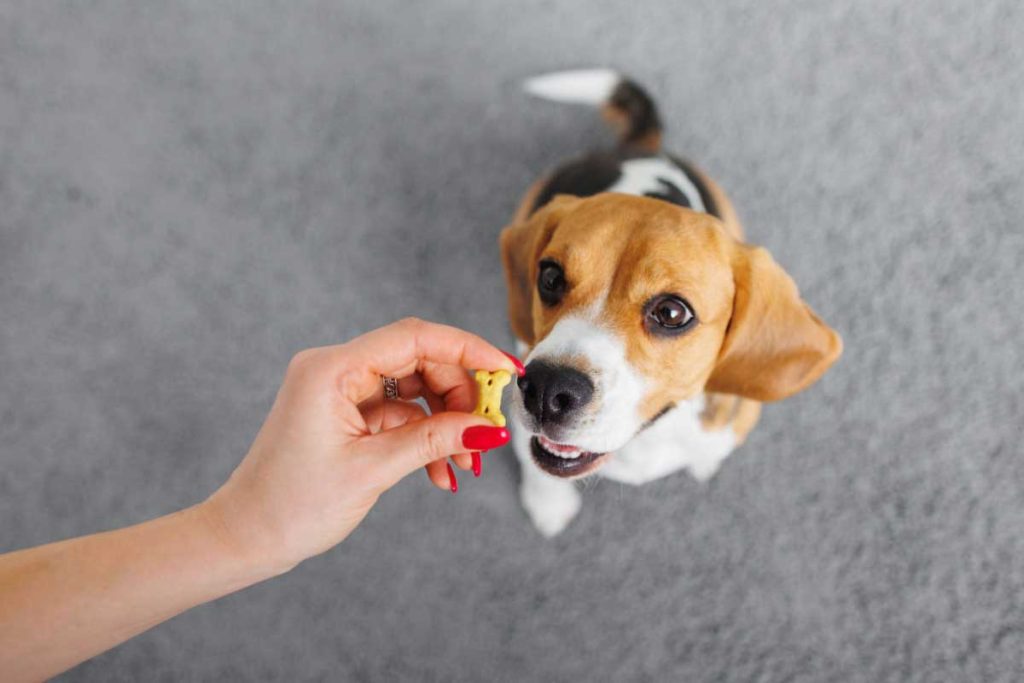 Éduquer un chiot n’est pas qu’un ensemble de règles, c’est une relation qui se construit jour après jour