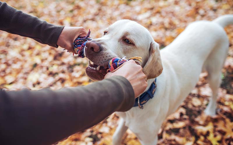 Un chiot stimulé mentalement est plus calme, plus équilibré et plus obéissant.