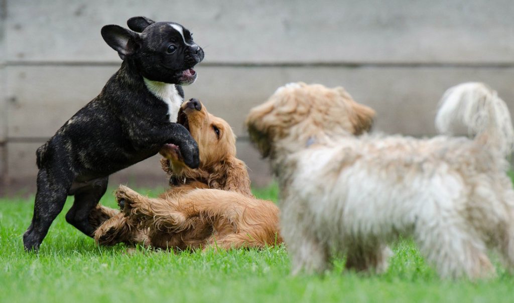 un chiot doit socialiser, et cela doit se faire entre 2 et 4 mois, période critique du développement.