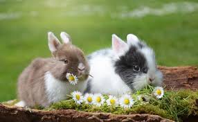 Deux beaux lapins