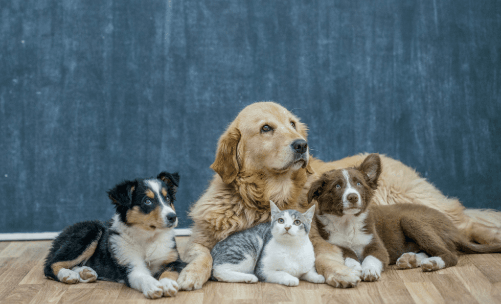 Un animal de compagnie n’est pas qu’un cadeau de Noël : c’est une âme, un ami pour la vie.