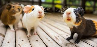 L’animal de compagnie, un lien qui transforme la vie.