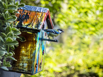 Installer un abri pour oiseaux : un geste écologique et une poésie vivante
