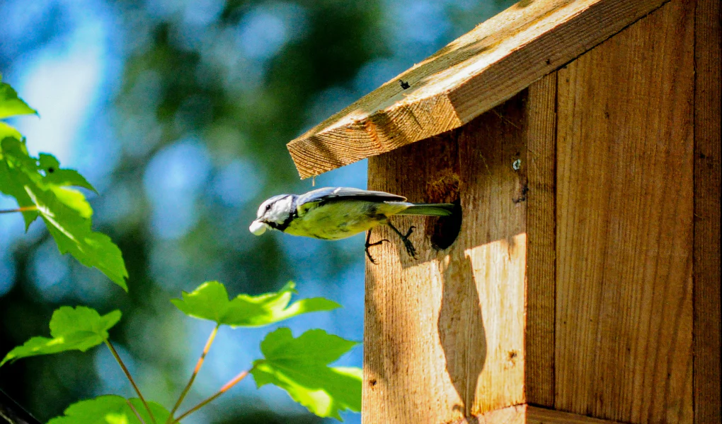 L’art de bien installer l’abri pour oiseaux.