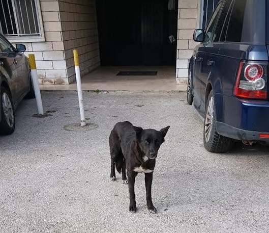La cruauté face à la vulnérabilité.