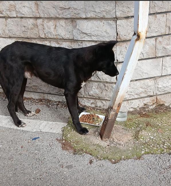 Le langage silencieux des chiens.