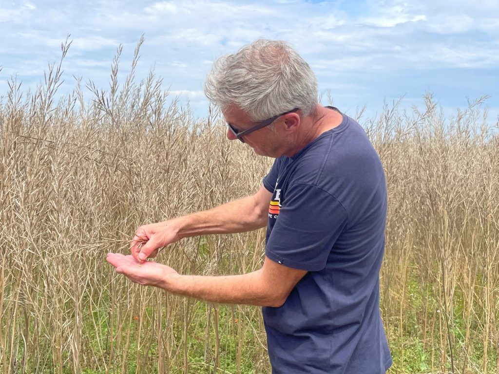 la graine de moutarde suscite également l’intérêt des chercheurs pour son rôle possible dans la restauration des sols.
