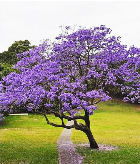 Jacarandas en fleurs