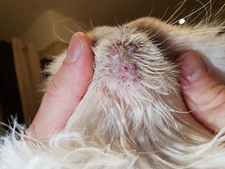 L'acné du chat : pas seulement sur le menton.