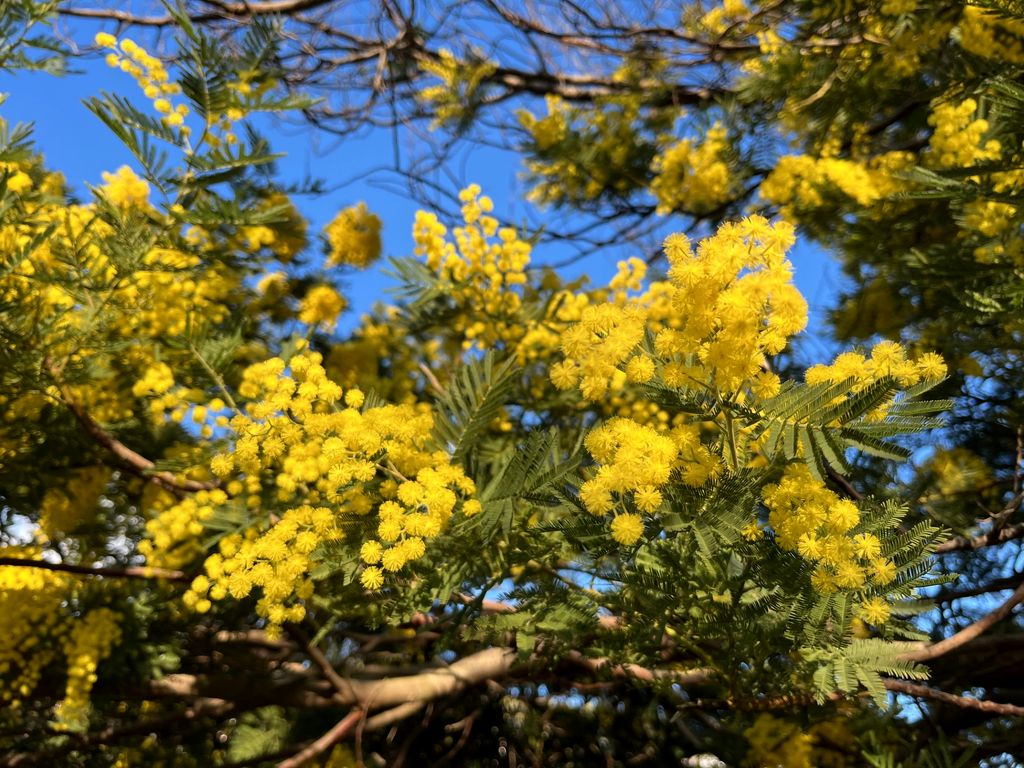L'or des mimosas