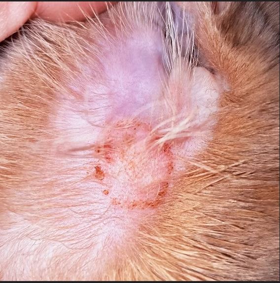 Boutons chez le chat : la teigne, le champignon redouté.