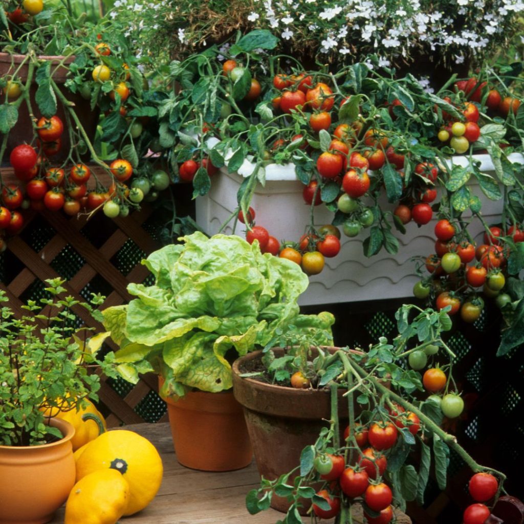 Espace de culture sur son balcon gourmand