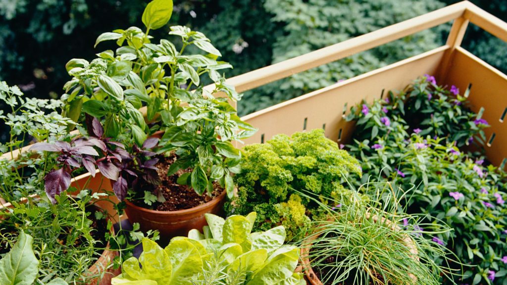 Espace de culture sur son balcon gourmand
