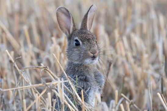 Les influences astrales et énergétiques pour le lapin de juillet.