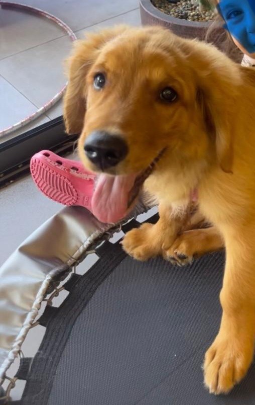 Des animaux jetables : quand le chien devient un simple jouet de consommation.