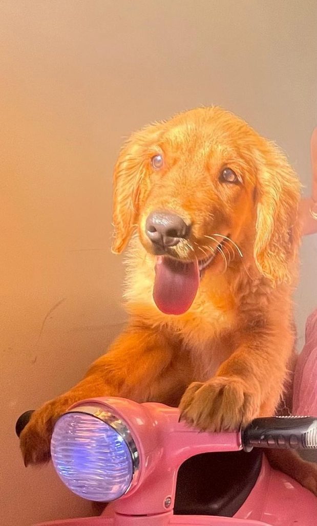 Une petite boule de poils dorée est arrivée un jour dans un appartement exigu. Elle ne demandait que de l'amour, de l'espace et de la patience.