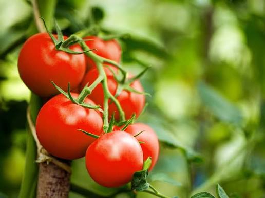 Tomates trop mûres : du jardin au miracle santé.
