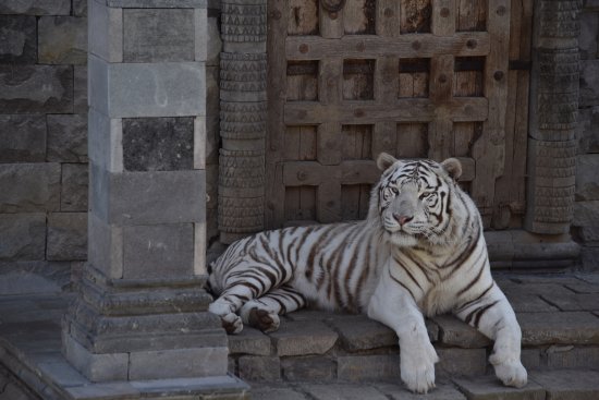 Félin Stylé : le tigre balnc