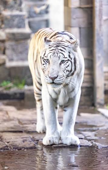 Tigre blanc
