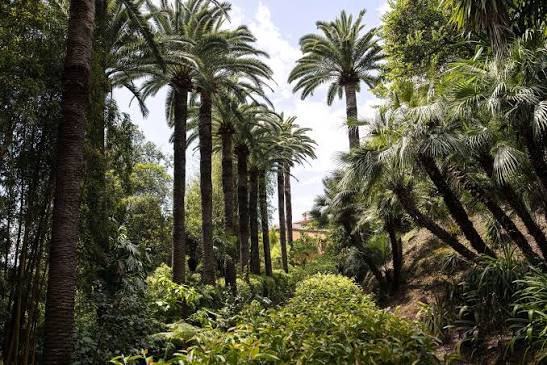 De majestueux palmiers poussent  dans l'environnement privilégié du jardin du Val Rahmeh