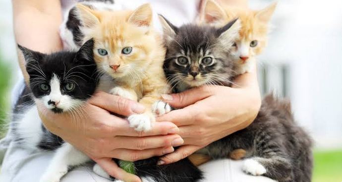 Pour les chatons, Une alimentation de qualité doit afficher un minimum de trente pour cent de protéines d'origine animale.