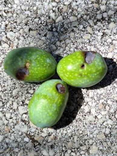 Les risques sanitaires et l'interdiction de consommation directe des olive atteints par la mouche de l'olive.